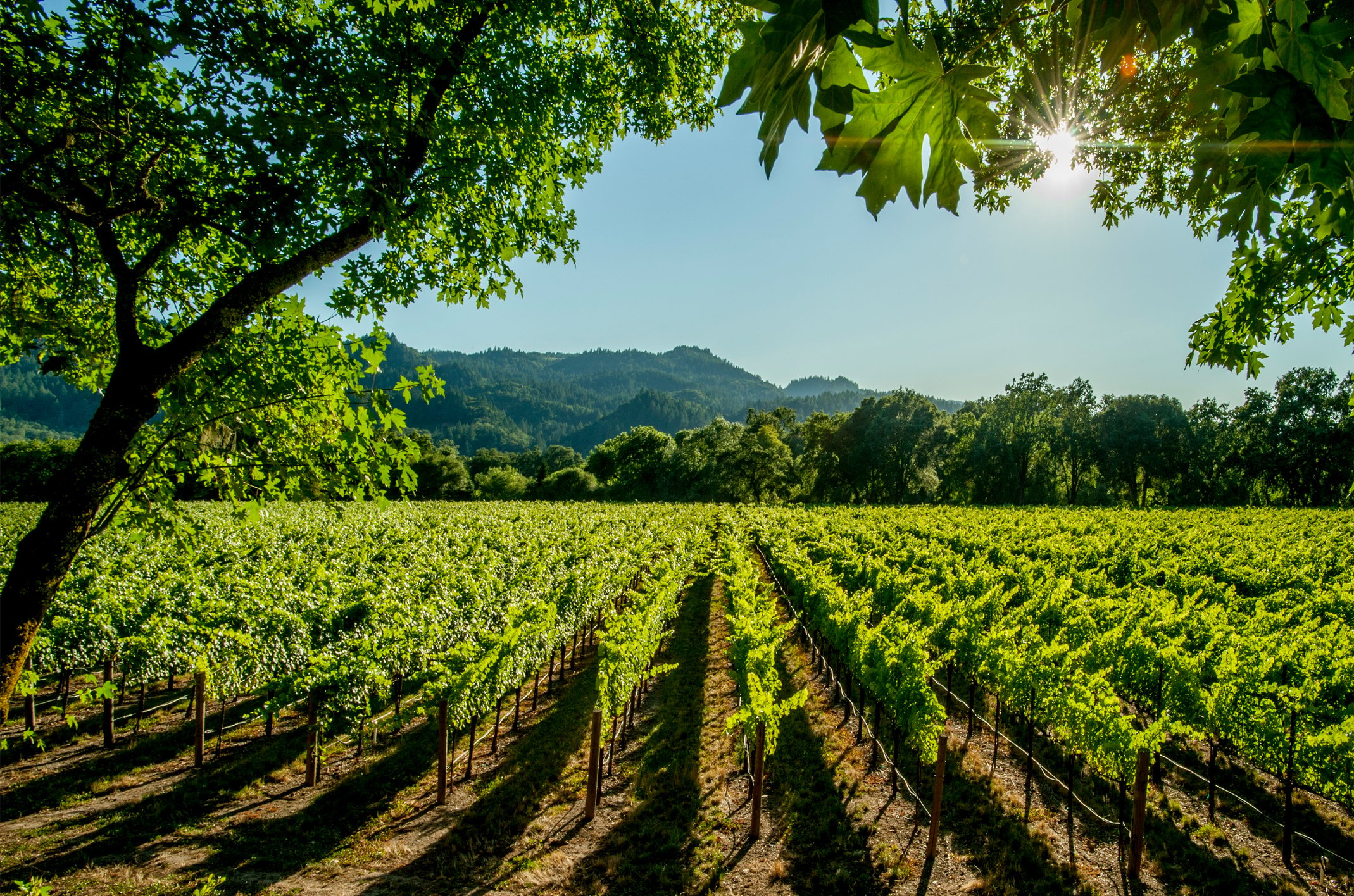 Vineyard, Napa